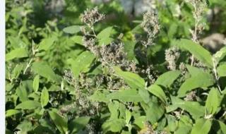 密蒙花的性质 密蒙花的功效与作用