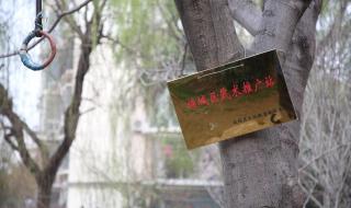 一棵树是什么牌子