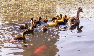 有那些公交车途经大连前关欣家园 大连前关经济适用房