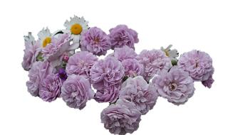 蓝色和紫色哪个好看 蓝色和紫色哪个好看