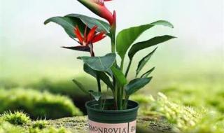 天堂鸟叶有什么用 天堂M与天堂W区别