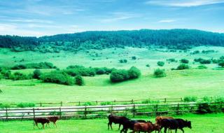 仙女山镇游玩攻略 重庆仙女山旅游攻略