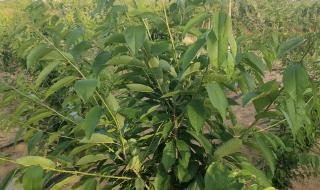 烟台大樱桃 烟台大樱桃