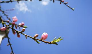 聊赠一枝春是什么 聊赠一枝春的上一句