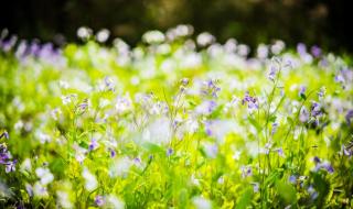 葳蕤菡萏写朋友圈文案 葳蕤菡萏是什么意思